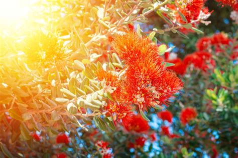 Close Up Of Pohutukawa Red Flowers Blossom Against Lush Green On A
