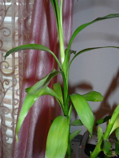 Yellowing leaves on your houseplants can be caused by a number of conditions. Could Lucky Bamboo Yellowing Be Caused By Spider Mites Or ...