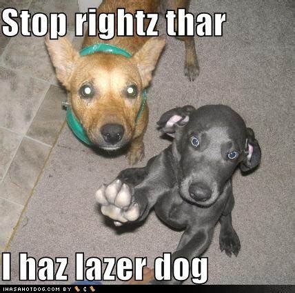 #funny cat pictures with captions. Funny Image Gallery: Lol Cats Captions funny pictures ...