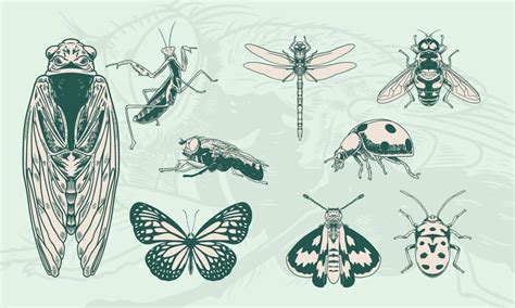 Set Of Hand Drawn Of Vintage Insects Illustration 3410250 Vector Art