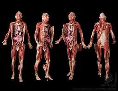Human Body System Daven Dennard Home