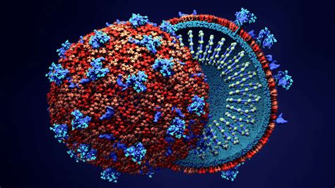 El Coronavirus Y El Cáncer Secuestran Las Mismas Partes En Las Células