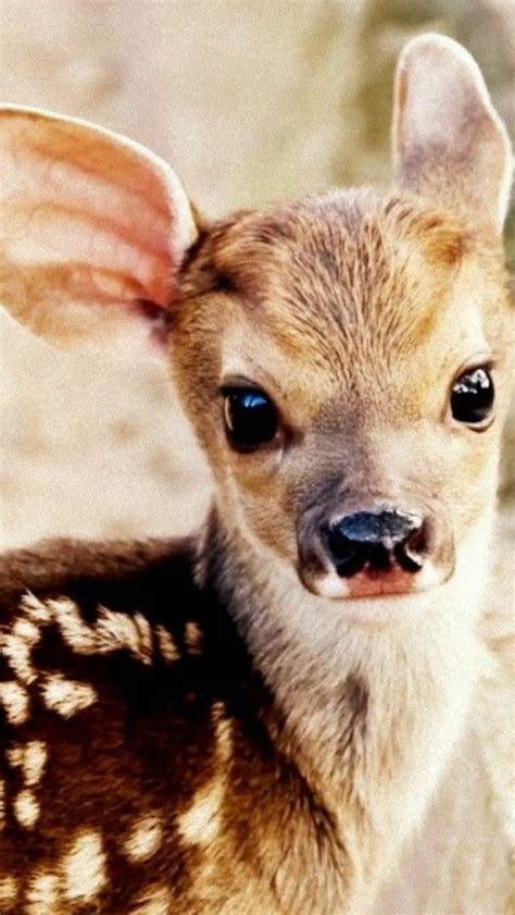 A Baby White Tail Deer Cute Baby Animals Baby Animals Cute Animals