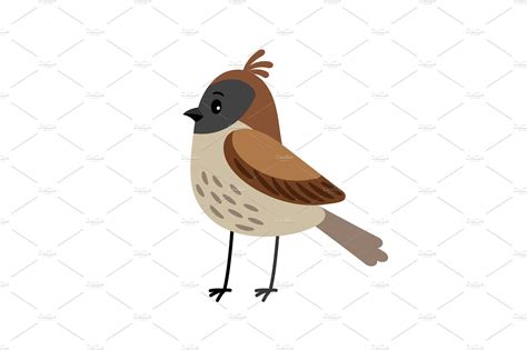 Sparrow Funny Cartoon Bird Pre Designed Vector Graphics ~ Creative Market