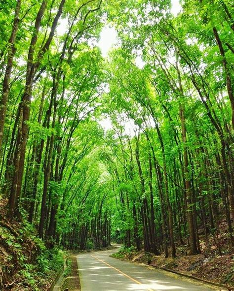 The Man Made Forest Of Bilar And Loboc Bohol Philippines Travel
