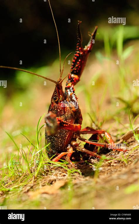 American Crayfish Procambarus Clarkii Stock Photo Alamy