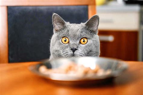 Whether you buy cat food at the grocery store or at a pet store, you may be buying something that's actually bad our readers rely upon the cat food reviews, articles and recall alerts that we research and publish. Picky cat needs to gain weight. Best cat food to gain ...