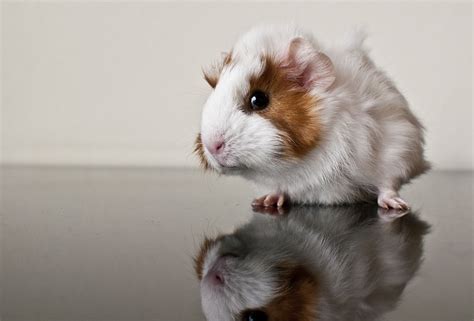 Shallow Focus Photography Of Brown And White Guinea Pig Hd Wallpaper