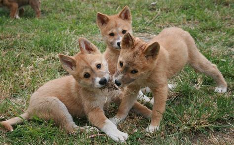 These Photos Of Baby Dingoes Will Make You Forget That Theyre