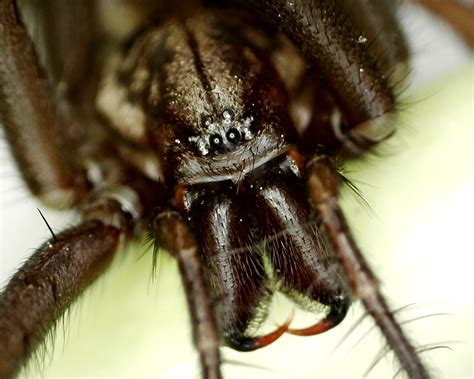 Sie gehört zur familie der trichterspinnen und zur unterordnung der echten. Große Winkelspinne - Naturfotos näher hingeschaut