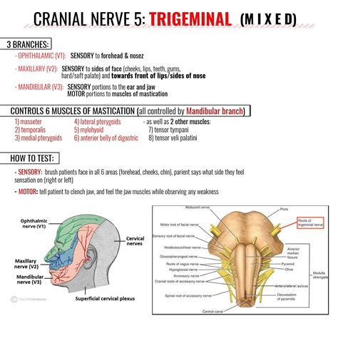 Trigeminal Nerve Graphic Cranial Nerves Cranial Nerve Nursing