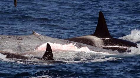 Killer Whales Attacking Yachts In Europe After Orca ‘traumatised