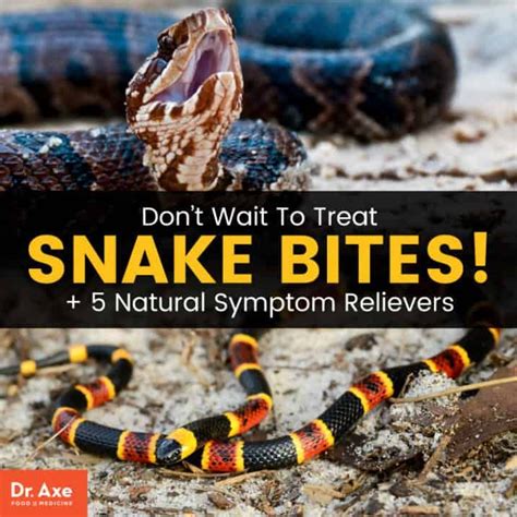 Snake Bites Symptoms 5 Natural Ways To Relieve Them Dr Axe