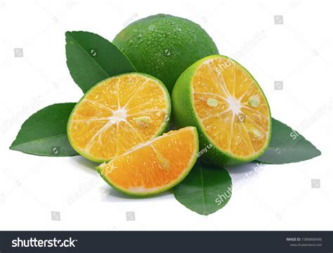 54 Whole Calamansi Images Stock Photos And Vectors Shutterstock
