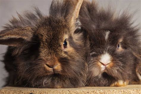 7 Long Haired Rabbit Breeds Four Paw City