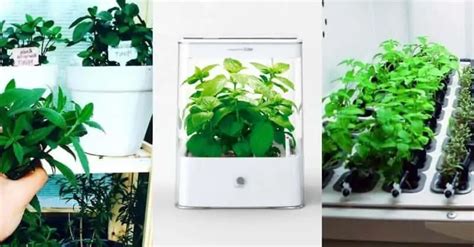 5 Best Hydroponics Herb Garden Kits To Grow Indoor All Year Long