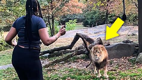 She Rescued 4 Lions As Cubs Now They Treat Her Like Leader Of Their