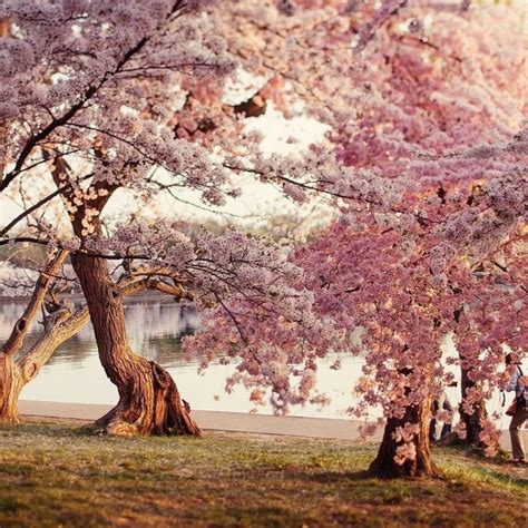 10 Most Popular Cherry Blossom Wallpaper Desktop 1920x1080