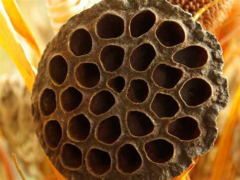 Trypophobia Is It Real And What Are The Triggers