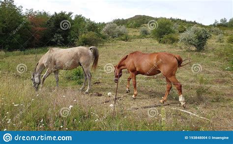 Farm Horses Eating Grass On The Meadow Stock Photo Image Of Mare