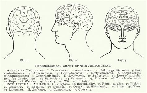 Phrenological Chart Of The Human Head Engraving Painting By English