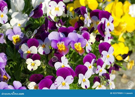 Pansy Flowers In Spring Stock Image Image Of Plant Flower 92379909