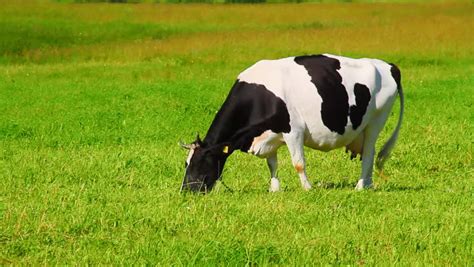 Cow Eats Grass Stock Footage Video 100 Royalty Free 802744 Shutterstock