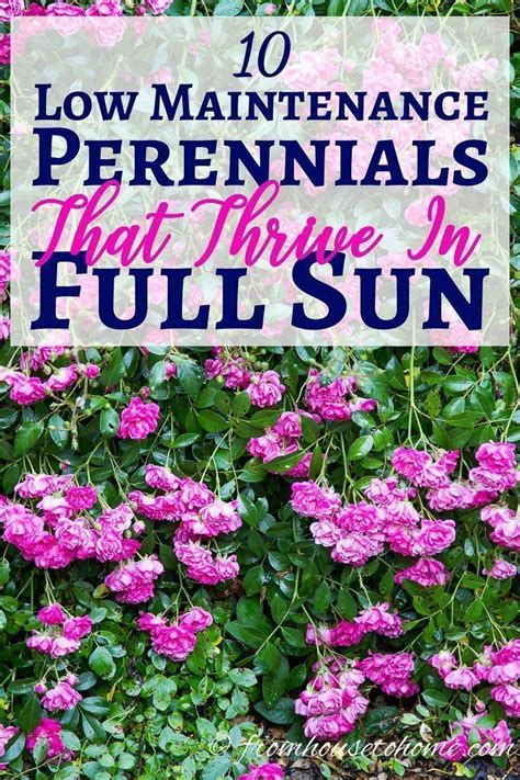 Try these tough shrubs that add beauty while shrugging off the heat. Full Sun Perennials: 10 Beautiful Low Maintenance Plants ...