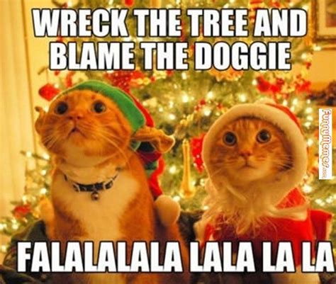 Cat Memes Evil Cute Cats Funny Cat Memes Funny Animal Memes
