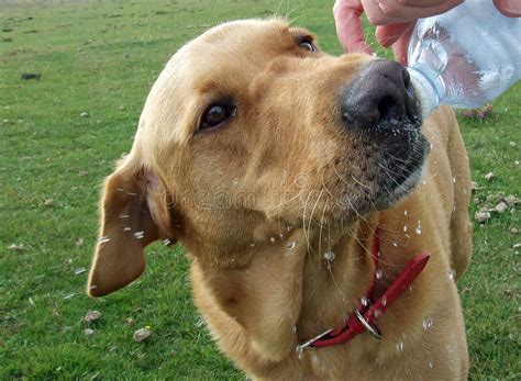 Reducing agents, which are substances that reduce the turbidity of water. Labrador Dog Drinking Water Out Of Bottle Stock Image ...