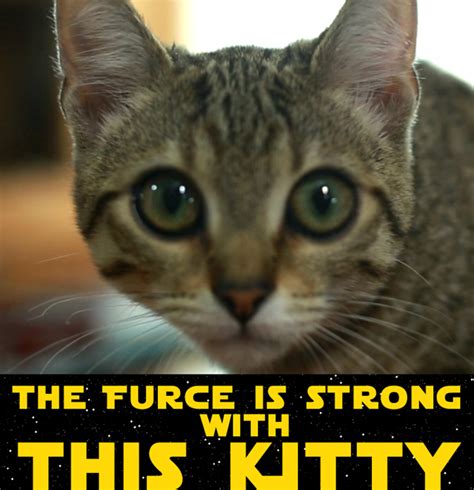 Jedi Kitten Uses The Force