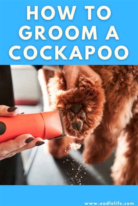 How To Groom A Cockapoo Oodle Life