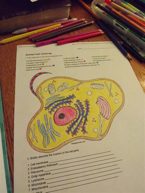 Interest animal cell coloring page answers at children books line from animal cell coloring worksheet, source:freephotoselection.com. Collection of Biology Corner Worksheets - Bluegreenish