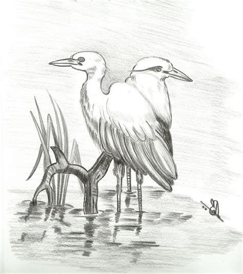 Pencil Sketch Pictures Of Birds At Explore