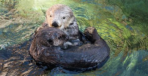 Vancouver Aquariums Orphan Sea Otter Has A New Mom And Its Too Cute