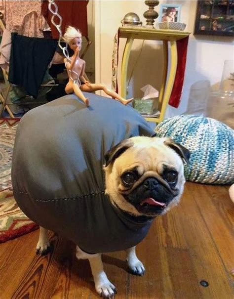 The 25 Insanely Funny Dog Costumes Ever