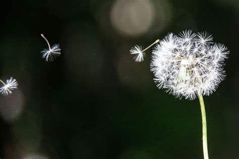 Flying Dandelion Dandelion Wallpaper Dandelion Flower Wallpaper