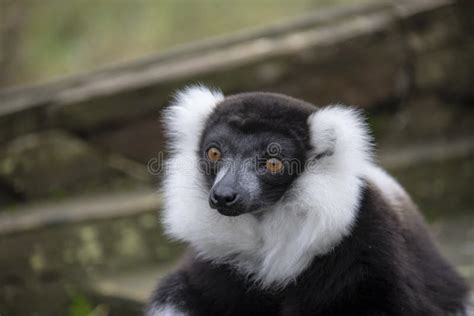 The Ring Tailed Lemur Lemur Catta Is A Large Strepsirrhine Primate And