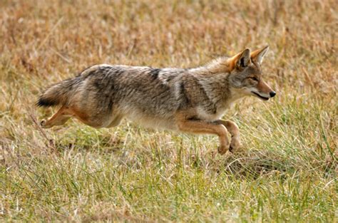 Species Profile Coyote Mossy Oak Gamekeeper