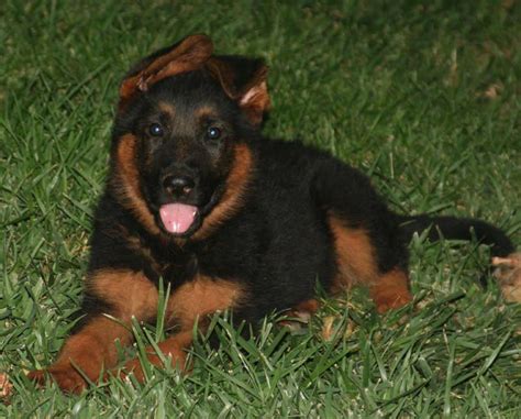 German Shepherds Black And Red Ca Our German Shepherd Dogs Have Been