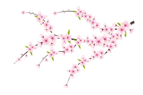 Cherry Blossom Branch With Sakura Flower Cherry Blossom Cherry Bud
