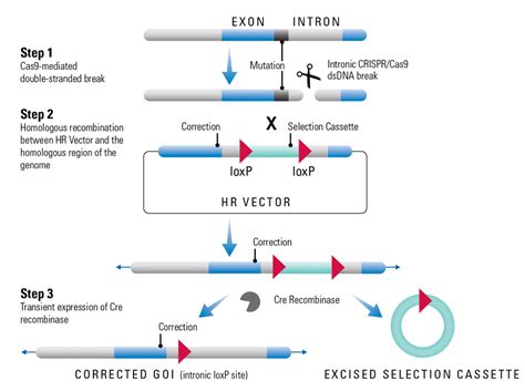 The simplest solution to achieve overall excision in the developing embryo is a cross between a loxp provider and a general cre expresser transgenic pCMV-CRE, Cre Recombinase Expression Plasmid | System ...