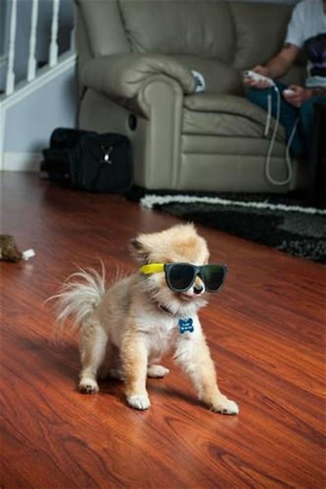 Dogs with glasses print | hanna melin this is a syrian hamster. とてもスタイリッシュにメガネを掛けた動物たちのコスプレ写真33枚 - DNA