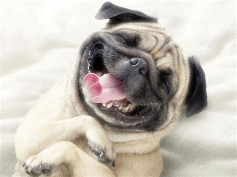 Funny Dog Face Wallpapers Wallpaper Cave