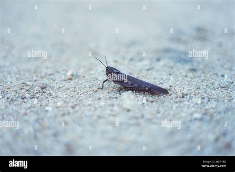 Common Grasshopper On The Ground Melanoplus Sanguinipes Stock Photo