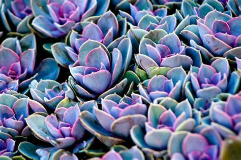 Vibrant Violet Purple Clustered Abstract Cacti Succulents Image