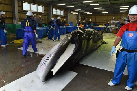 Japan Resumes Commercial Whaling After 31 Years