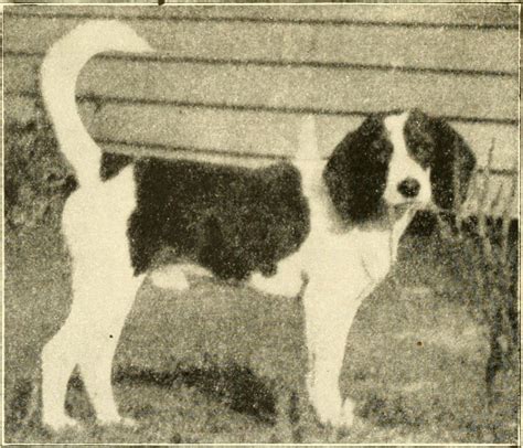 Beagles Dog History Characteristics And Basic Health Problems