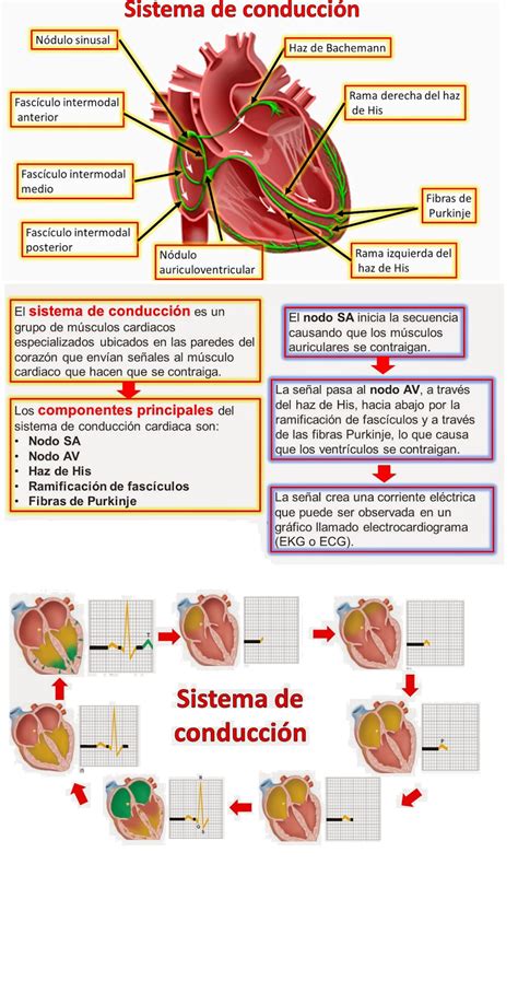 Hardware, software y personal informático. fisiología básica por Omar Alfredo Ruiz Trevedan ...