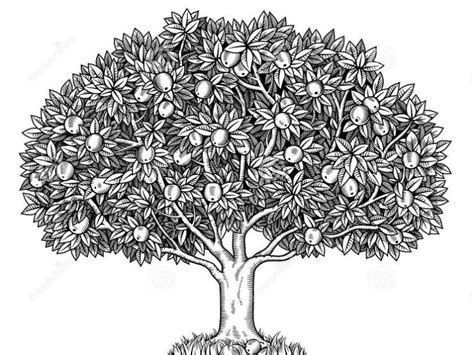 19 Sketsa Gambar Pohon Mangga Terkini